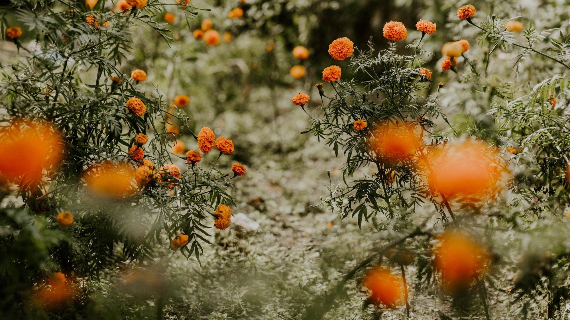 Fashion with a mission - lähempänä unelmaa - Kaiko Clothing Company Oy