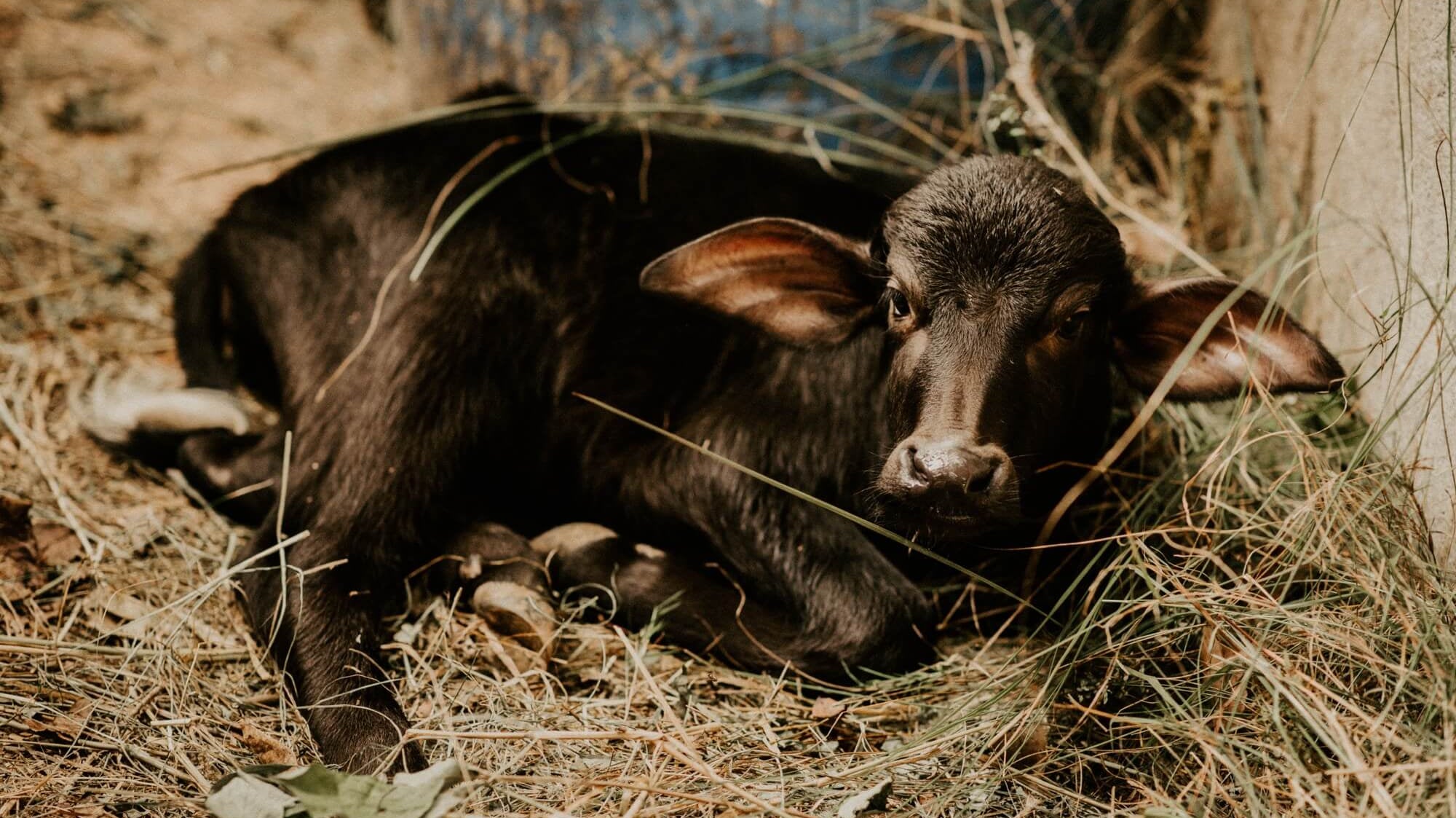 Naisten Pankki, osa 2: Radhikan tarina - Kaiko Clothing Company Oy